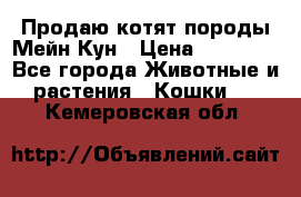 Продаю котят породы Мейн Кун › Цена ­ 12 000 - Все города Животные и растения » Кошки   . Кемеровская обл.